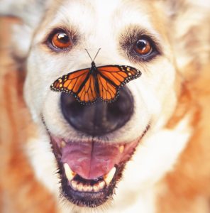 dog with butterfly