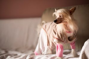 cute puppy pjs