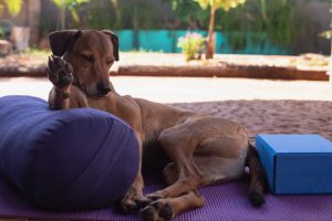 dog with yoga woman