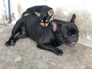 black bulldog and chihuahua