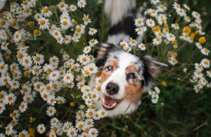 dog in flowers