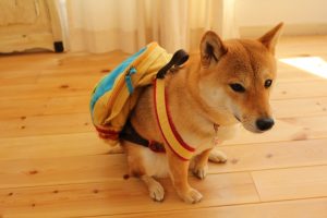 shiba inu wearing backpack