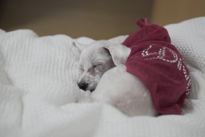 cute dog sleeping