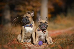 two french bulldogs