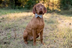 tall dog wearing bowtie