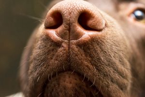 brown nose labrador