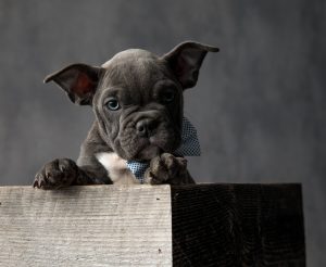 black american bulldog cute small