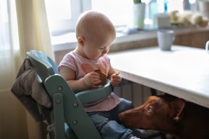 baby feeding dog