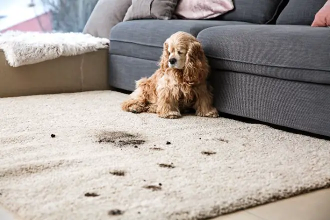 dog muddy paws on carpet