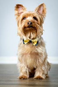 yorkshire terrier bowtie