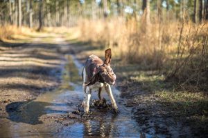 dog running mud