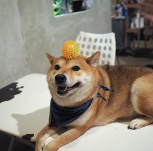 dog with ball on head