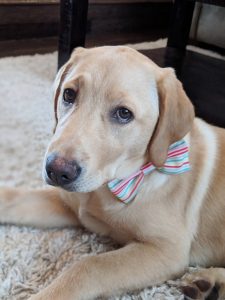 blonde dog rainbow bowtie