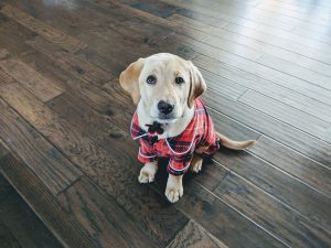 dog in plaid