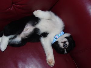 puppy sleeping on couch