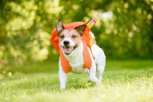 schoolboy dog