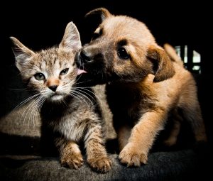 puppy kissing kitten