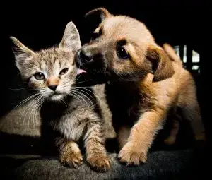 puppy kissing kitten