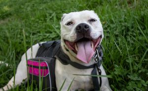 smiling dog in grass