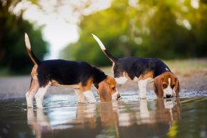 beagles in water