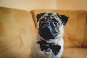 pug with black bowtie