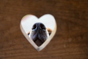 dog portrait heart snout boop