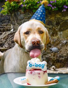 birthday dog cheesecake