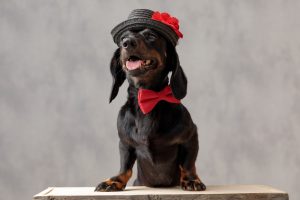 small brown dog with red bowtie
