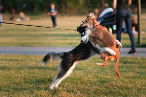 dogs hugging tackling