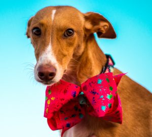 brown dog with bowtie