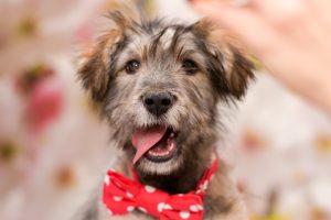 dog with tongue out