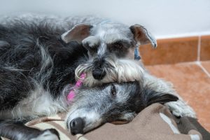 two dogs sleeping