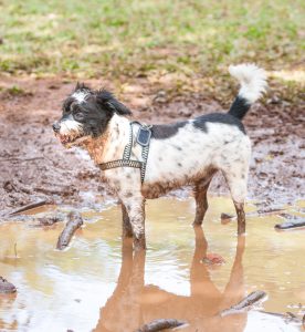 Puppy in muddy water