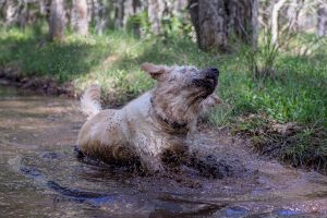 fluffy dog in mud