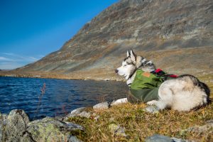 siberian husky