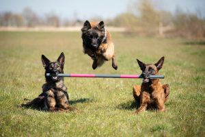 three dogs performing