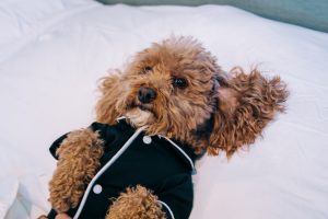 bichon poodle napping