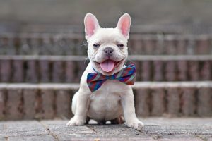 happy small white dog