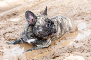 french bulldog in mud