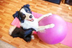 dog with exercise ball