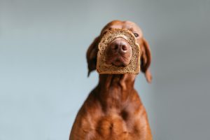 hungarian hound purebred bread