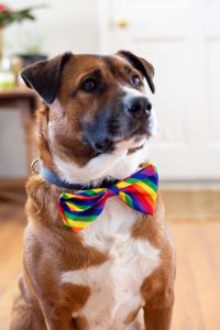 dog and rainbow bowtie