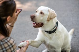 woman holding white dog