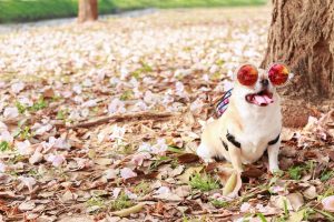 chihuahua with glasses