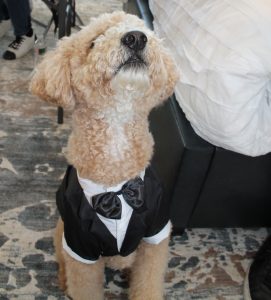 blonde dog in tux tuxedo