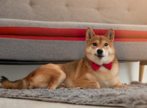 shiba inu picture day