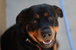 happy rottweiler