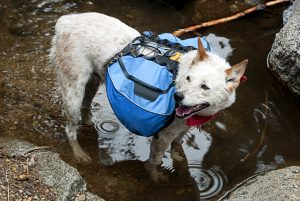 dog carrying bags