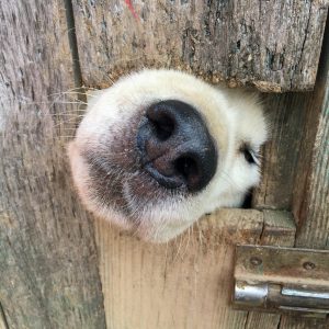 dog snout fence