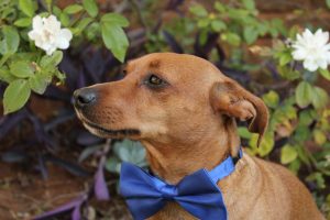 small brown dog blue bowtie